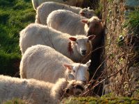 La foire aux moutons